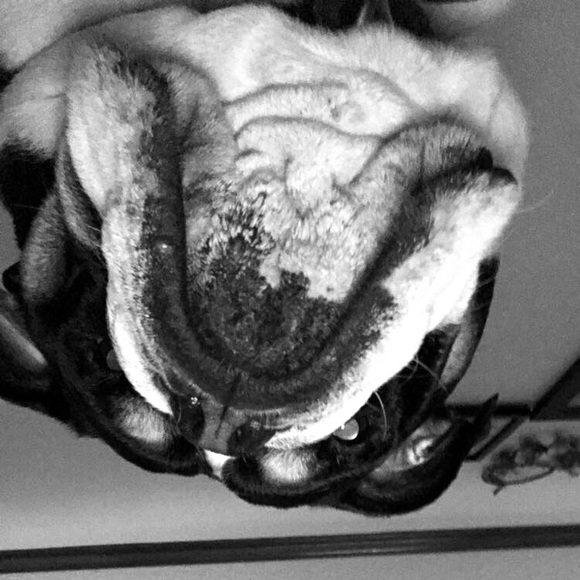 Meet your Posher, Amelia - Picture 1 of 1